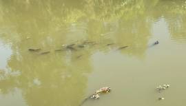 Land 108rai for sale  banna nakornnayok