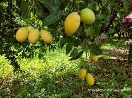 ขายยกแปลง 29 ไร่ 2 งาน 84 ตรว ที่สวย ต.เกาะโพธิ์ อ.ปากพลี จ.นครนายก ทางเข้าติดถนนลาดยางประมาณ 20 เมตร