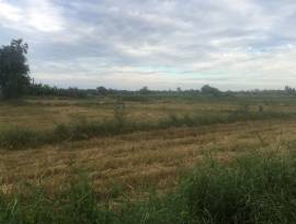 ที่ดิน36ไร่ บ้านหนองโมก นาเริก พนัสนิคม ชลบุรี