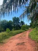 ขายสวนยาง อ.ไชยา จ.สุราษฎร์ธานี