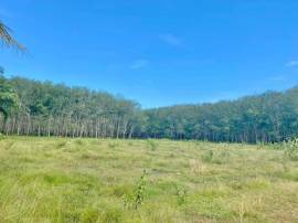 ขายสวนยาง 26ไร่ อ.ไชยา จ.สุราษฎร์ธานี