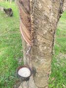 ขายสวนยาง สวนยาง สุราษฎร์ธานี 