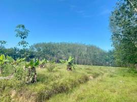 ขายสวนยาง 26ไร่ อ.ไชยา จ.สุราษฎร์ธานี ทำเลสวย