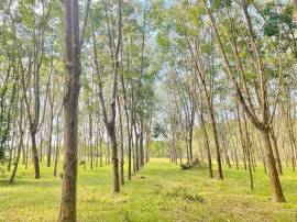 a rubber tree plantation 10.3 Acres
