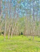 ขายสวนยาง อำเภอไชยา จ.สุราษฎร์ธานี