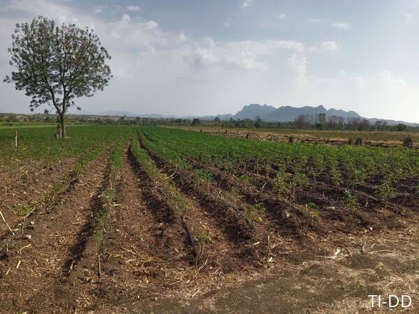 ขายที่ดินเกษตร 5 ไร่ 49 ตร.ว. ใกล้ชุมชน ติดทางรถไฟ อ.ชัยบาดาล จ.ลพบุรี