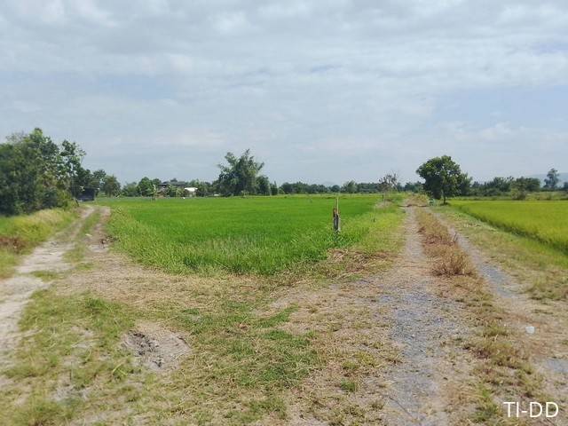 ด่วนที่ดินราคาถูกพานทองชลบุรี ขายที่ดินราคาถูกมาบโป่งพานทองชลบุรี  มาบโป่ง พานทอง  ชลบุรี บนเนื้อที่   2  ไร่