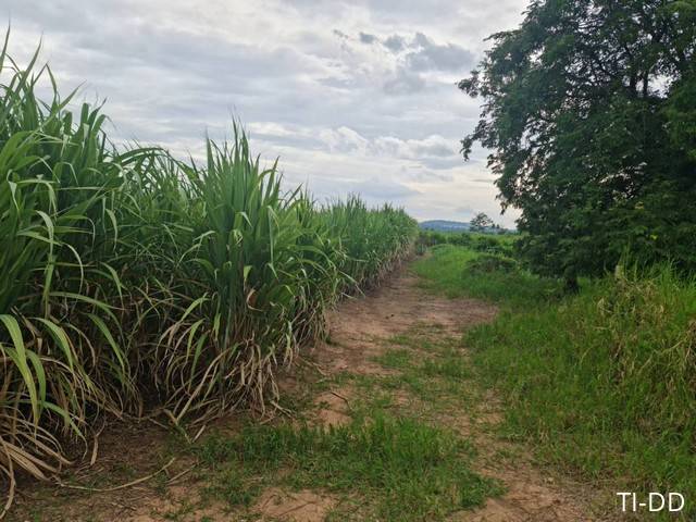 พรีเซ้นทรัพย์ทำเลทองใกล้สิ้นปี ที่ปากช่อง 2ไร่- 8ไร่ โฉนด ต.วังไทร อ.ปากช่อง จ.นครราชสีมา ไร่ละ  2.9 ลบ.สูงจากระดับน้ำทะเลมาก น้ำไฟพร้อม