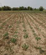 ขายที่ดินสวยใกล้แหลมฉบังชลบุรี พื้นที่สีเหลือง ​ศรีราชา​ จ.ชลบุรี​ เนื้อที่​  385-2- 6.9  ไร่