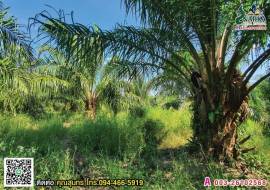 ขายสวนปาล์ม 32-33 ไร่ ทำเลดี ท่าสน กาญจนดิษฐ์ สุราษฎร์ธานี