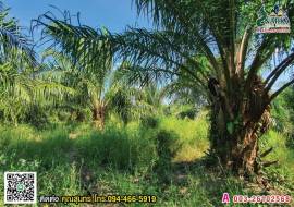 ขายสวนปาล์ม 32-33 ไร่ ทำเลดี ท่าสน กาญจนดิษฐ์ สุราษฎร์ธานี