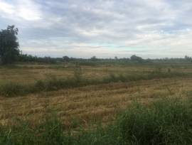 ที่ดิน 36 ไร่ 2 งาน 92 ตารางวา  ซอยบ้านหนองโมก ตำบลนาเริก อำเภอ พนัสนิคม จังหวัดชลบุรี