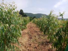 ขายที่ดิน จ.ลพบุรี อ.ลำสนธิ ต.ลำสนธิ  24 ไร่  วิวภูเขาเกือบรอบทิศ 