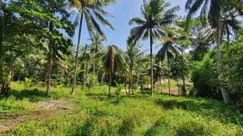 ขายที่ดินเกาะสมุย (หน้าเมือง) สุราษฎร์ธานี อยู่ในโซนหน้าเมือง ใกล้ชุมชน เดินทางสะดวก มีสาธารณูปโภคครบ