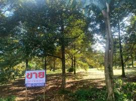 ขายด่วนที่ดิน เนื้อที่ทำสวน ทุเรียนล้วน 3 ไล่ 80 ตารางวา ต.เขาวัว อ.ท่าใหม่ จ.จันทบุรี 